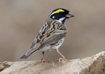 신혼집 마련은 신랑 책임? 수컷 철새, 번식지 확보 위해 암컷보다 하루~일주일 먼저 도착