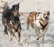 엄마, 한 쪽 눈이 안보여요…개들의 장난스런 사진 ‘화제’