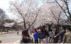 인천대공원 벚꽃 21일 절정