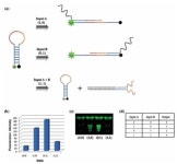 KAIST, DNA 기반 반도체 핵심 원천기술 개발