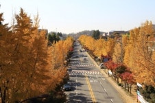 3km 은행나무길 절경...과천시 ‘걷고싶은 거리 13코스’ 선정