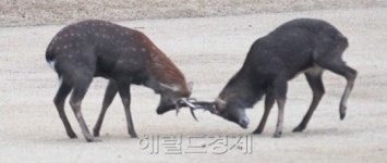 경호사슴건강원 | 청와대경내에서 힘겨루기를 하는 사슴 두 마리