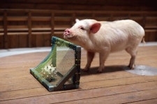 민화ㆍ돼지ㆍ로봇…봄, 가족나들이는 ‘이색’ 박물관으로