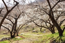 [테마있는 명소] 광양 매화마을①--매화꽃망울 터지던 날 법정스님 살며시 오셨다네