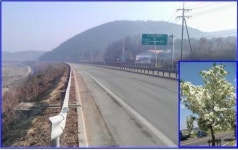 국내최장 이팝나무 가로수길 홍천에 조성된다
