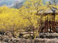 [테마있는 명소] 구례 산수유마을②--노란 물감 쏟아부은 듯…지리산은 ‘산수화’였다