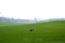 [테마있는 명소] 고창 청보리밭②--청보리 초원에 서면 나도 영화의 주인공