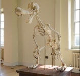 영국서 화제 모으는 이형구의 동물조각 ‘구피’