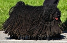 걸레 같은 개 2탄 “이번엔 때 탄 대걸레?…놀라워”