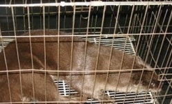 대구 지하철역 수달 출현, 4번출구로 들어와