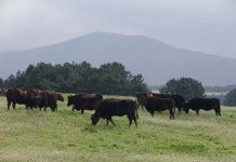 제주흑우, 천연기념물로 지정
