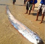 5m 초대형 산갈치, 무게 100kg…‘무시무시한 비주얼’