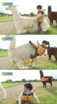 김민율 알파카 “슬쩍 올라 타려다가…스르륵 ‘쿵’”