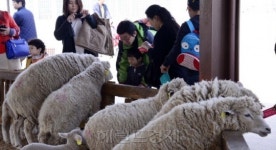 [박정희 꿈 담긴 안성팜랜드 가다] “우리 국민, 마음껏 우유 마시게 하겠다”…박정희의 의지