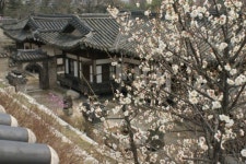 꽃 만발한 후궁 처소 낙선재, 1일 전격 공개