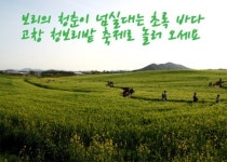 보리밭 사잇길로 고창 청보리밭축제 19일 개막