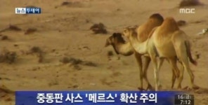 메르스 확산으로 163명 사망 ‘충격’… 중동서 낙타 조심