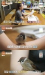 [포인트1분] ‘특종세상’ 천재 참새 ‘참이’, 특별한 능력 노래 따라 부르기 공개