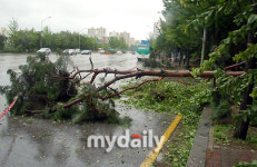 [MD포토] 길에 널부러진 가로수…분당 성남대로