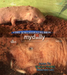 전세계 못생긴 동물 4위 벌거숭이 두더지쥐 공개, 어떻게 생겼길래