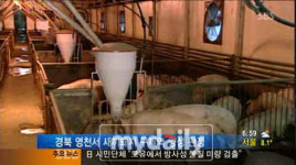 경북 영천, 구제역 재발…불안 증폭