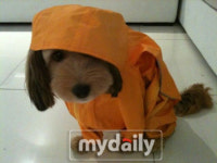 이효리, 우비입은 순심이 애견사랑 여전해