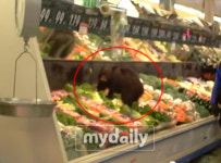 먹이 찾으러 슈퍼에 들어온 아기곰…야채코너 헤집어 (동영상)