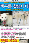 이효리, 동수원IC서 놓친 백구, 공개수배합니다
