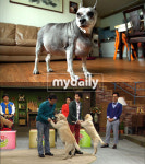 캣츠앤독스 10년째 거대 지방혹 달고산 비만견 충격