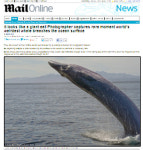 특이한 브라이드 고래, 뱀장어야, 고래야?