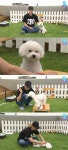 엑소 세훈, 반려견 훈련시키기 실패 진땀 뻘뻘