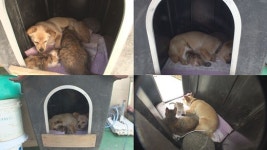 동물농장 해외토픽감! 종을 초월한 육아 속 숨겨진 사연은?