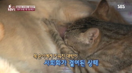[동물] ‘동물농장’ 엄마 대신 새끼고양이 돌보는 강아지