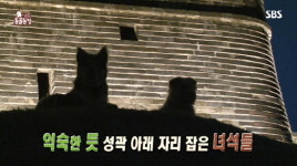 [동물] 동물농장, 수원 화성에 나타난 두 견공의 정체는? 