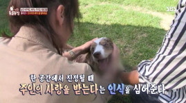 [동물] 동물농장, 서로 얼굴만 보면 싸우는 두 견공의 속사정은?