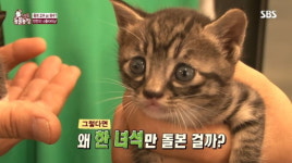 [동물] 동물농장 어미 고양이는 왜 밀실에 숨어 지낼까
