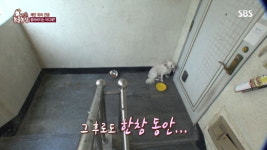 [동물] 동물농장, 주인을 애타게 찾는 견공의 사연은?