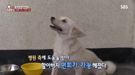 [동물] 동물농장, 주인을 애타게 찾는 견공의 사연은?