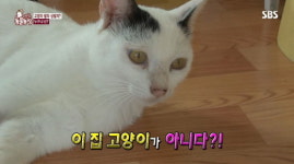 [동물] ‘동물농장’, 작년에 왔던 각설이냥이 돌아온 이유는? 