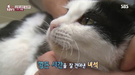 [동물] ‘동물농장’, 등가죽 벗겨진 고양이 묘생 2막 시작