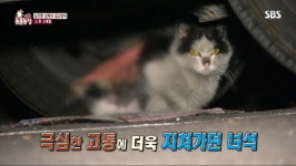 [동물] ‘동물농장’, 등가죽 벗겨진 고양이 묘생 2막 시작