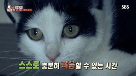 [동물] ‘동물농장’, 등가죽 벗겨진 고양이 묘생 2막 시작