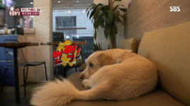 [동물] ‘동물농장’, 노래하는 견공, 하울링 속 가슴 아픈 사연 