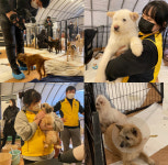 서울예술실용전문학교 애완동물학과 동물농장 김포 개농장서 구조된 유기견 봉사