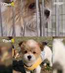 강아지 자랑대회 오마이독 TOP10 공개…가슴 아픈 사연도 있다고?