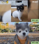 애니멀봐 강아지 자랑 대회 TOP10 공개…영국 댕댕이 심쿵
