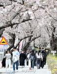 벚꽃 핀 운중로 산책하는 시민들 [MD포토]
