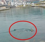 '부캉이' 바다로 돌아가기 싫은 모양…'부산 시민' 한상진 
