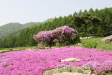 깊은 산 속에 있는 '비밀의 화원'