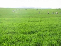 푸르른 보리밭을 본 적 있나요?